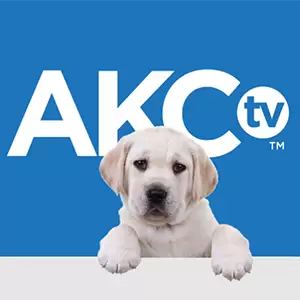 AKC TV - Watch Live TV - Live TV World